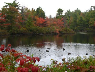 Local Duck Pond