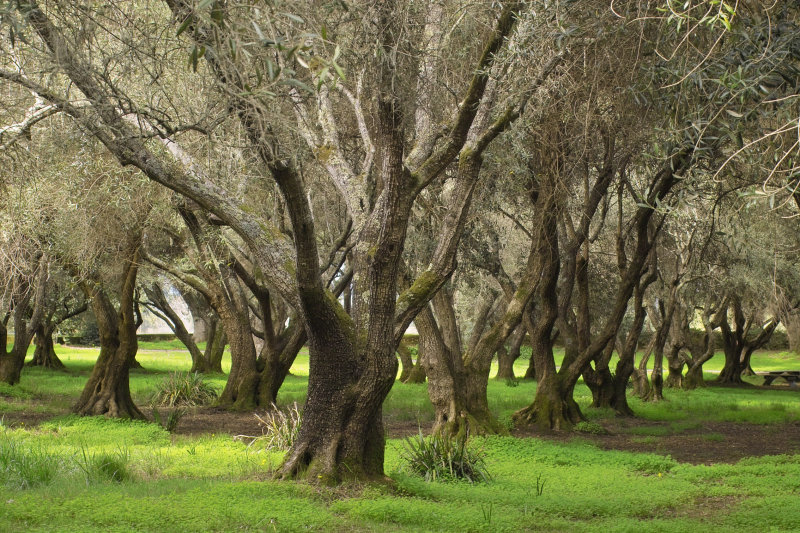 IMG12683 filoli olive orchard