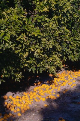 SDIM0578  frozen orange harvest.jpg