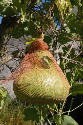 Suspended gourd