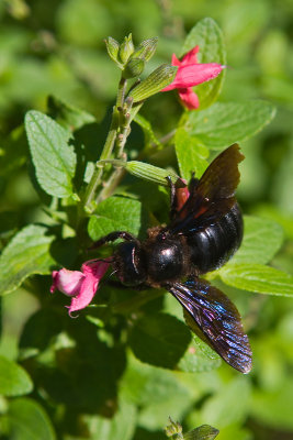 Big black bee with blue wings