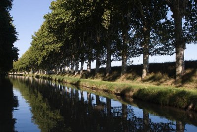 Plain Trees along the canal