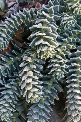 Frosty Euphorbia