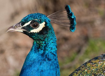 Young Male Peacock