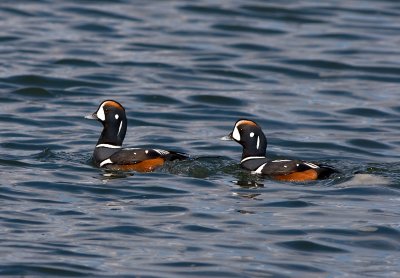 Male Harlequin Ducks