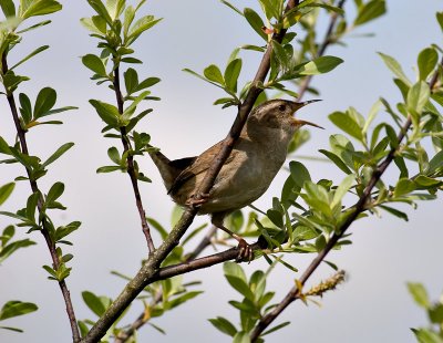 Marsh Wren