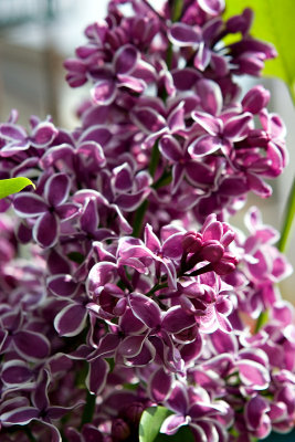 Unusual Lilac