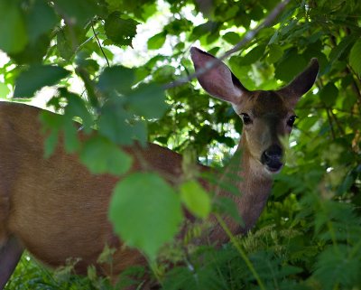 Visitor in our Neighborhood