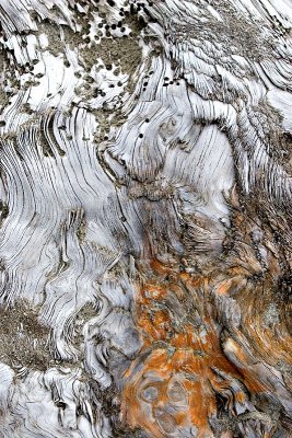 Weathered Log on the Beach