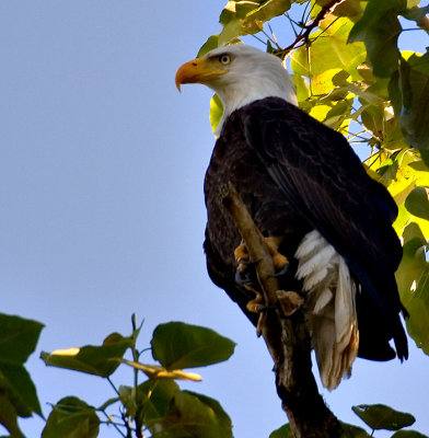Eagle in the park