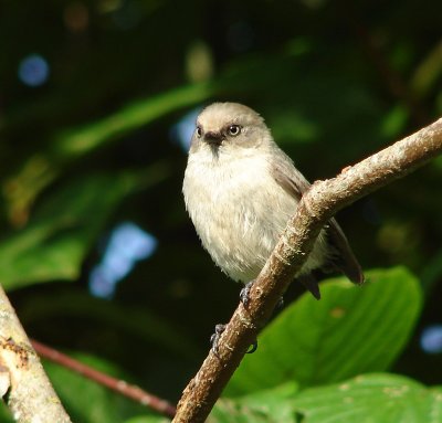 Female Bushtit