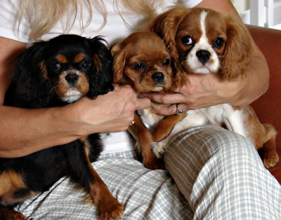 Cavalier King Charles Puppies