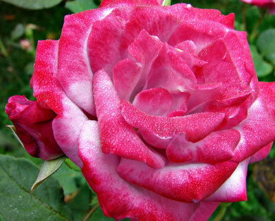 Rose in office garden