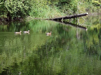 Ducks on Derby Pond