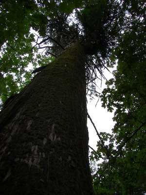 Looking up the ancient cedar