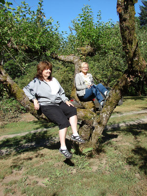 In the tree - watching the Friday morning critique