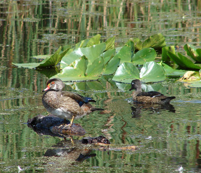 Young Wood Ducks