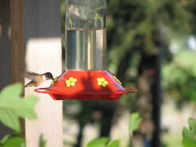 hummingbird-feeding.jpg