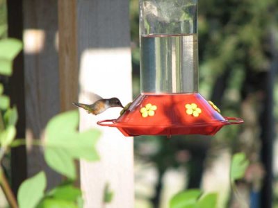 hummingbird-feeding2.jpg