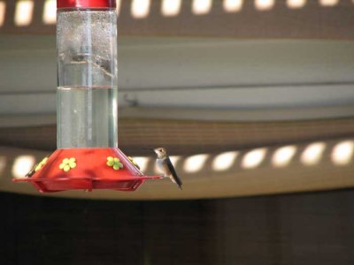 hummingbird-on-feeder.jpg