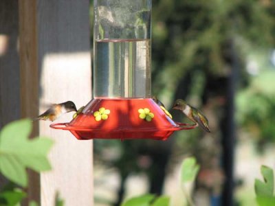 hummingbirds2.jpg