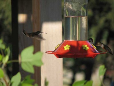 hummingbirds3.jpg