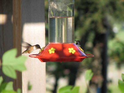 hummingbirds4.jpg