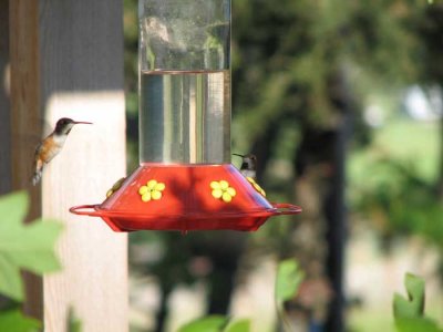 hummingbirds5.jpg