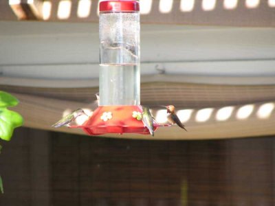 hummingbirds6.jpg