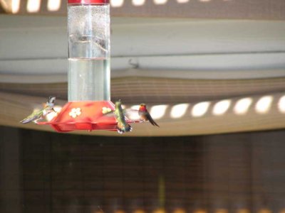 hummingbirds7.jpg