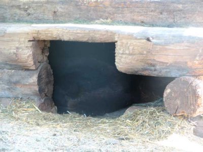 bear-in-there.jpg