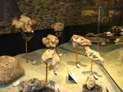 bunch-of-heads.jpg