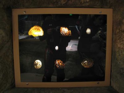 cellular-fossils.jpg
