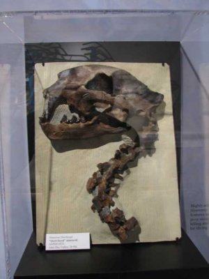 crazy-fossil.jpg