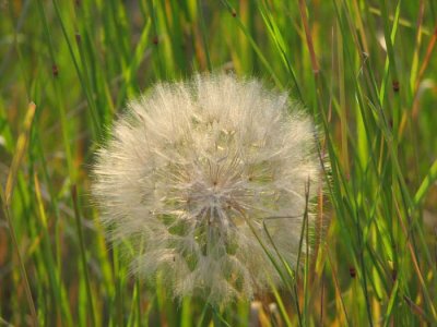 dandelion-head.jpg