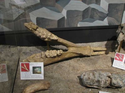 early-elephant.jpg