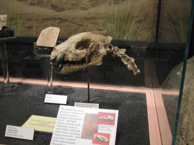 early-rabbit.jpg