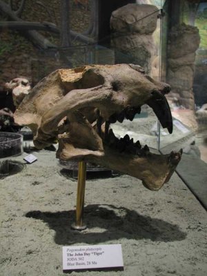 early-tiger.jpg