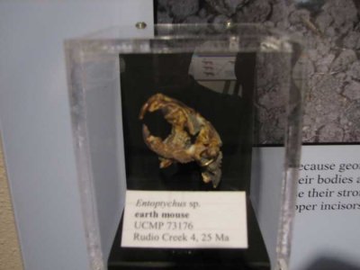 earth-mouse.jpg