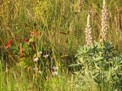 flowers-and-grass.jpg