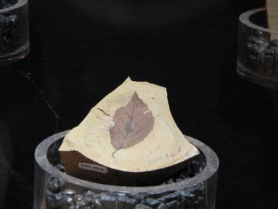 fossil-leaf.jpg