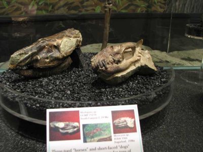fossils.jpg