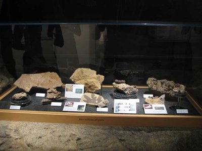 fossils2.jpg