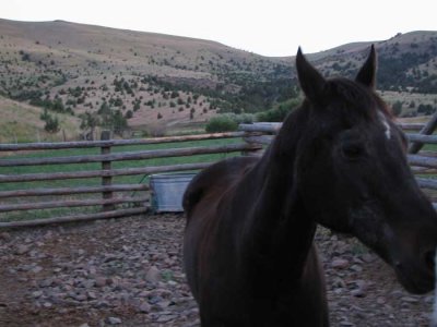 horse-in-pen.jpg