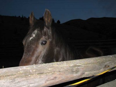 horse.jpg