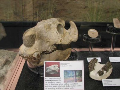 oreodont.jpg