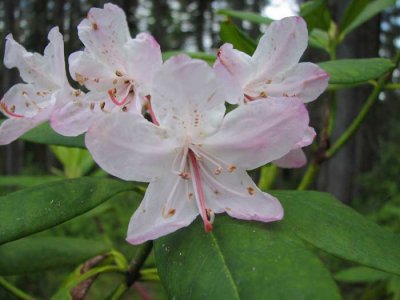 rhododendron.jpg
