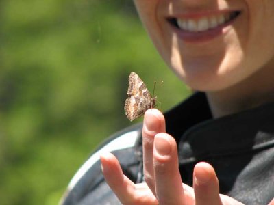 sas-butterfly.jpg
