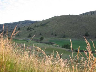 sunlit-grass.jpg