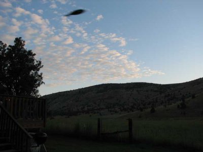 swallow-and-clouds.jpg